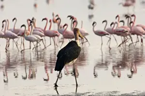 Nakuru Prints: Marabou Stork (Leptoptilos crumeniferus) stalking Lesser Flamingos (Phoeniconaias