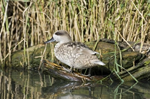 Images Dated 2005 October: Marbled Duck Marmaronetta angustirostris