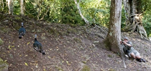 Mark Cocker photographing Ocellated Turkeys at Tikal Guatemala Mark Cocker photographing Ocellated Turkeys at Tikal Guatemala