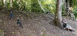 Tourist Prints: Mark Cocker photographing Ocellated Turkeys at Tikal Guatemala