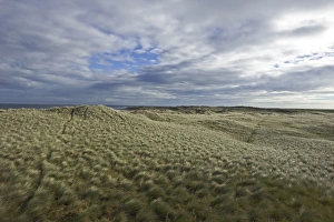 Marram covered sand dunes, Holy Island, Lindisfarne NNR, Northumberland, UK, autumn Marram covered sand dunes, Holy Island, Lindisfarne NNR, Northumberland, UK, autumn
