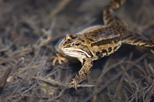Marsh Frog Rana ridibunda in pond Great Caucasus Georgia April