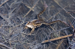 Marsh Frog Rana ridibunda in pond Great Caucasus Georgia April