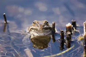 Animal Prints: Marsh Frog Rana ridibunda in pond Great Caucasus Georgia April