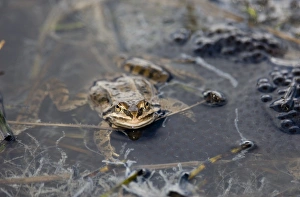 Marsh Frog Rana ridibunda in pond surrounded by spawn Great Caucasus Georgia April Marsh Frog Rana ridibunda in pond surrounded by spawn Great Caucasus Georgia April