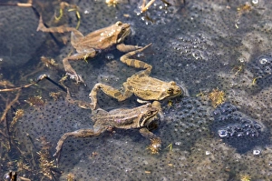 Marsh Frogs Rana ridibunda in pond surrounded by spawn Great Caucasus Georgia April Marsh Frogs Rana ridibunda in pond surrounded by spawn Great Caucasus Georgia April