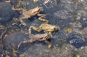Animal Prints: Marsh Frogs Rana ridibunda in pond surrounded by spawn Great Caucasus Georgia April