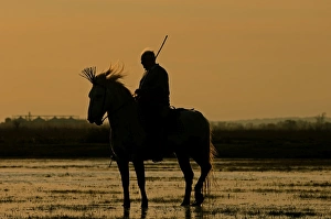 Marsh Guardian out on marshes of Camargue at dawn Provence France Marsh Guardian out on marshes of Camargue at dawn Provence France