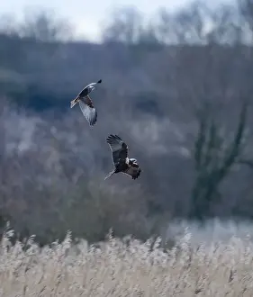 Harrier Prints: Marsh Hariers Circus cyaneus males over reedbed Norfolk winter