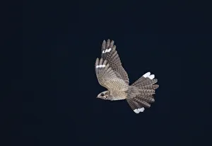 Marsh Harrier Circus aeruginosus female carrying food back to nest Cley Norfolk July Marsh Harrier Circus aeruginosus female carrying food back to nest Cley Norfolk July