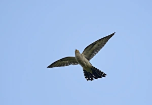 Marsh Harrier Circus aeruginosus female carrying food back to nest Cley Norfolk July