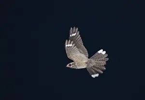 Display Prints: Marsh Harrier Circus aeruginosus female carrying food back to nest Cley Norfolk July