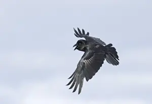 Marsh Harrier Circus aeruginosus female carrying food back to nest Cley Norfolk July