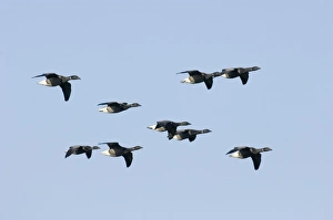 Brent Geese Branta bernicla on saltmarsh North Norfolk October