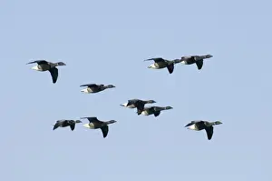 Wildfowl Prints: Marsh Harrier Circus aeruginosus female Cley summer