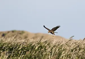 Harrier Prints: Marsh Harrier Circus aeruginosus female hovering over reedbed Cley Norfolk October