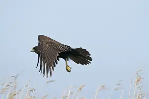 Cley Prints: Marsh Harrier Circus aeruginosus juvenile Norfolk July