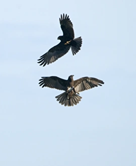 Marsh Harrier Circus aeruginosus juveniles grappling Cley Norfolk July Marsh Harrier Circus aeruginosus juveniles grappling Cley Norfolk July