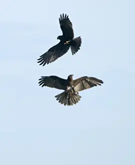 Raptor Prints: Marsh Harrier Circus aeruginosus juveniles grappling Cley Norfolk July