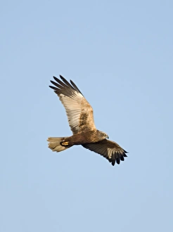 Marsh Harrier Circus aeruginosus male Cley Norfolk Spring