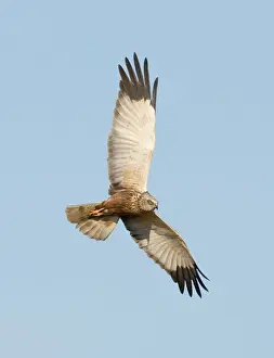 Trending: Marsh Harrier Circus aeruginosus male Cley Norfolk April