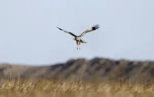 Marsh Harrier Circus aeruginosus male Cley Norfolk April