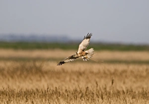 Marsh Harrier Circus aeruginosus male dropping down into nest with nest material Marsh Harrier Circus aeruginosus male dropping down into nest with nest material
