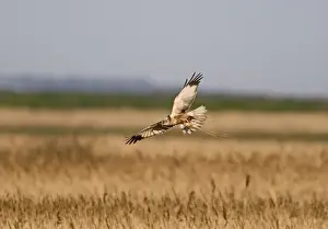 Harrier Prints: Marsh Harrier Circus aeruginosus male dropping down into nest with nest material