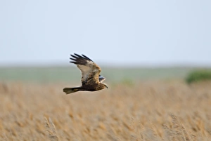 Marsh Harrier Circus aeruginosus male Norfolk spring
