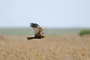 Marsh Harrier Circus aeruginosus male Norfolk spring