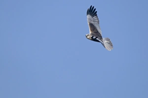 Marsh Harrier Circus aeruginosus male Titchwell RSPB Reserve Norfolk April