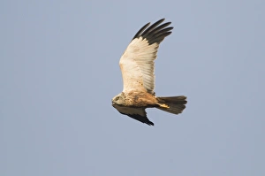 Marsh Harrier Circus aeruginosus male Titchwell RSPB Reserve Norfolk April Marsh Harrier Circus aeruginosus male Titchwell RSPB Reserve Norfolk April