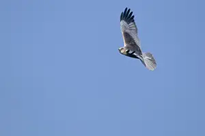 Marsh Harrier Circus aeruginosus male Titchwell RSPB Reserve Norfolk April