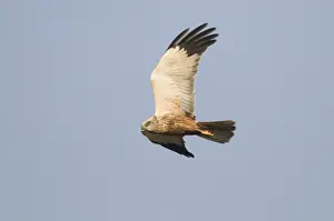 Raptor Prints: Marsh Harrier Circus aeruginosus male Titchwell RSPB Reserve Norfolk April