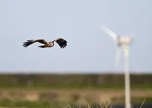 Male Prints: Marsh Harrier Circus aeruginosus male with wind turbine in background Norfolk Spring