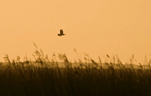 Marsh Harrier Circus aeruginosus over reedbed at dawn Cley Norfolk April Marsh Harrier Circus aeruginosus over reedbed at dawn Cley Norfolk April
