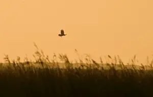 Silhouetted Prints: Marsh Harrier Circus aeruginosus over reedbed at dawn Cley Norfolk April
