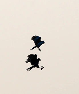 Marsh Harrier Circus cyaneus conducting food pass Cley Norfolk April Marsh Harrier Circus cyaneus conducting food pass Cley Norfolk April