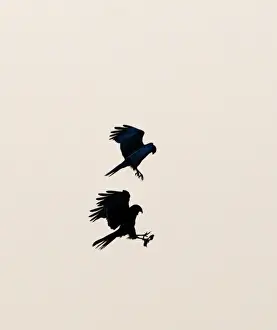 Cley Prints: Marsh Harrier Circus cyaneus conducting food pass Cley Norfolk April