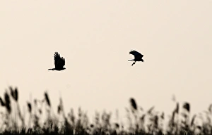Marsh Harrier Circus cyaneus about to food pass Cley Norfolk April Marsh Harrier Circus cyaneus about to food pass Cley Norfolk April
