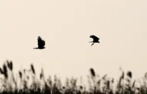 Cley Prints: Marsh Harrier Circus cyaneus about to food pass Cley Norfolk April