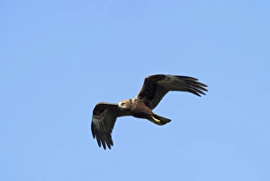 Harrier Prints: Marsh Harrier Circus cyaneus Norfolk spring