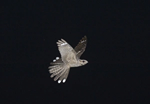 Marsh Harriers Circus aeruginosusfemales in aerial tussle Cley Norfolk Spring Marsh Harriers Circus aeruginosusfemales in aerial tussle Cley Norfolk Spring