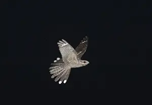 Nightjar Prints: Marsh Harriers Circus aeruginosusfemales in aerial tussle Cley Norfolk Spring