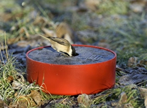 Drinking Prints: Marsh Tit drinking