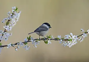 Spring Prints: Marsh Tit Parus palustris on Blackthorn in spring Norfolk
