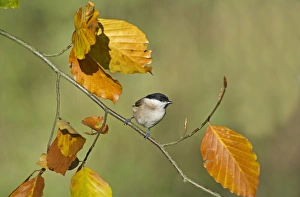 Images Dated 2010 November: Marsh Tit Parus palustris Norfolk autumn