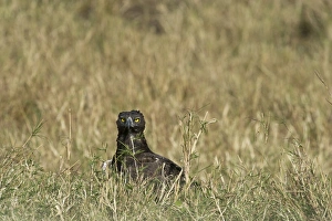 Martial Eagle Polemaetus bellicosus Masai Mara Kenya