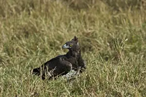 Kenya Prints: Martial Eagle Polemaetus bellicosus Masai Mara Kenya