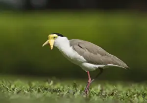 Queensland Prints: Masked Lapwing (Plover) Vanellus miles Cairns Queensland Australia October